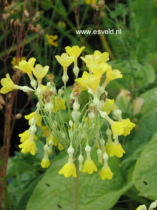 Primula florindae