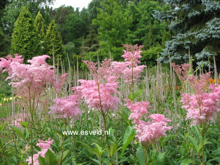 Filipendula rubra 'Venusta'