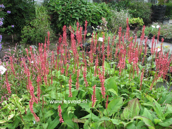 Persicaria amplexicaulis 'Orange Field'