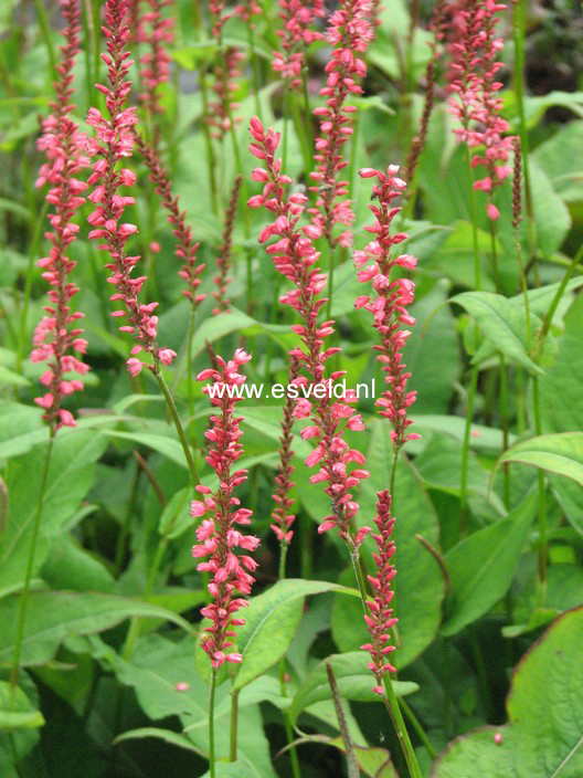 Persicaria amplexicaulis 'Orange Field'