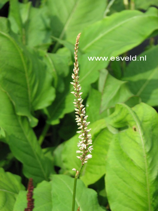 Persicaria amplexicaulis 'Alba'