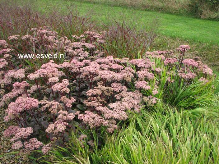 Sedum 'Matrona'