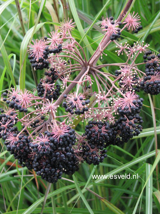 Aralia cordata