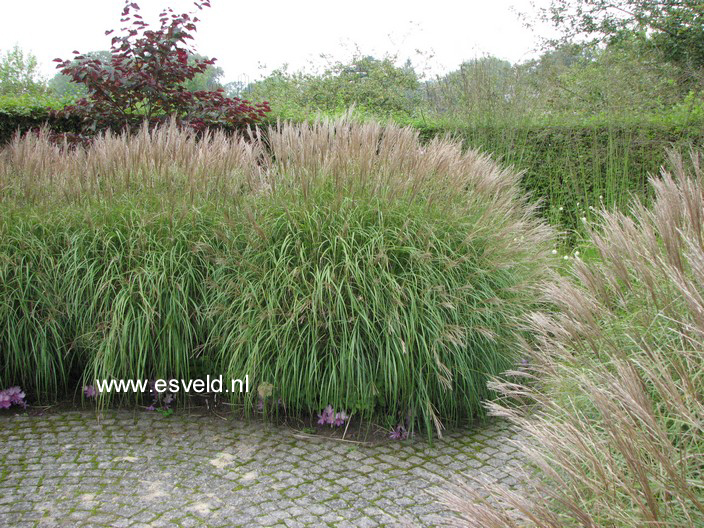 Miscanthus sinensis 'Yakushima Dwarf'