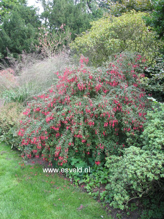 Fuchsia 'Riccartonii'