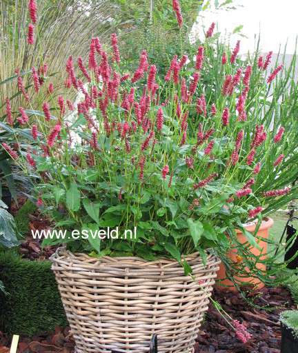 Persicaria affinis 'Darjeeling Red'