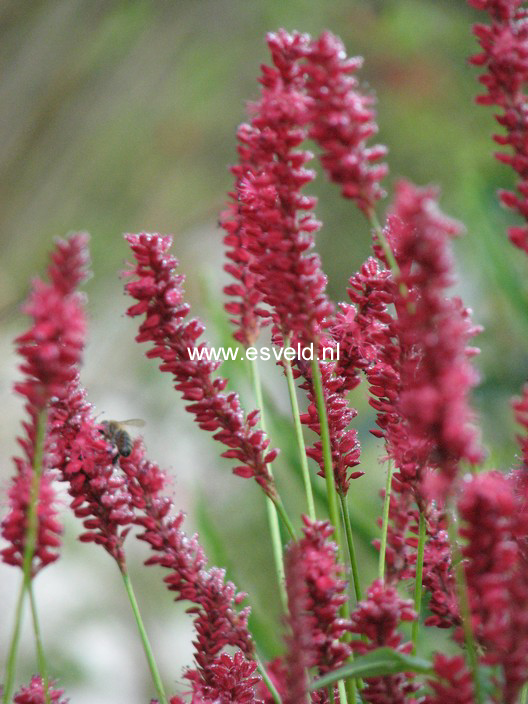 Persicaria affinis 'Darjeeling Red'