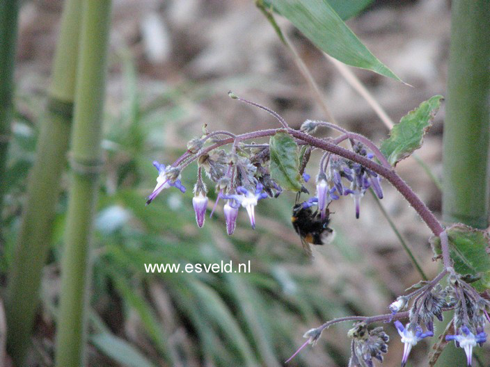 Trachystemon orientalis