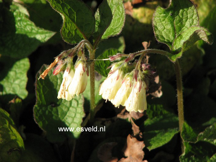 Symphytum grandiflorum