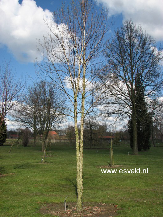 Betula costata