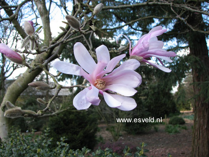 Magnolia stellata 'Rosea'