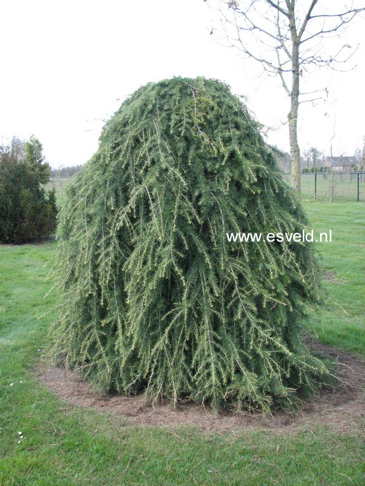 Cedrus deodara 'Pendula'