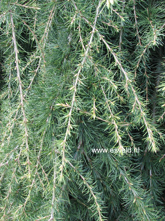 Cedrus deodara 'Pendula'