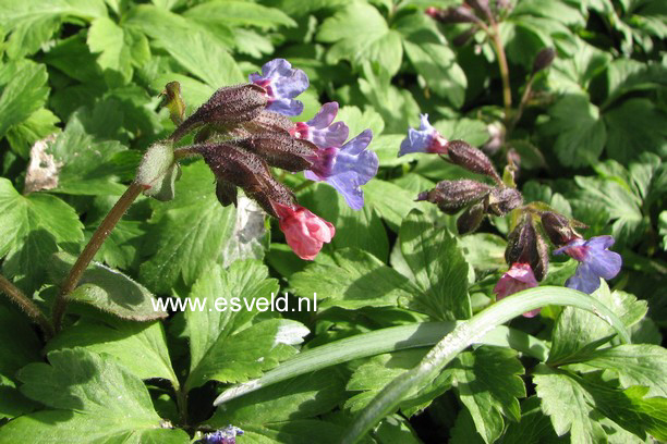 Pulmonaria angustifolia