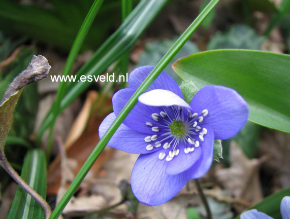 Hepatica nobilis