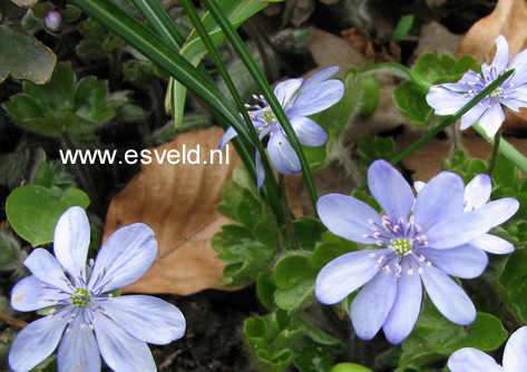 Hepatica nobilis