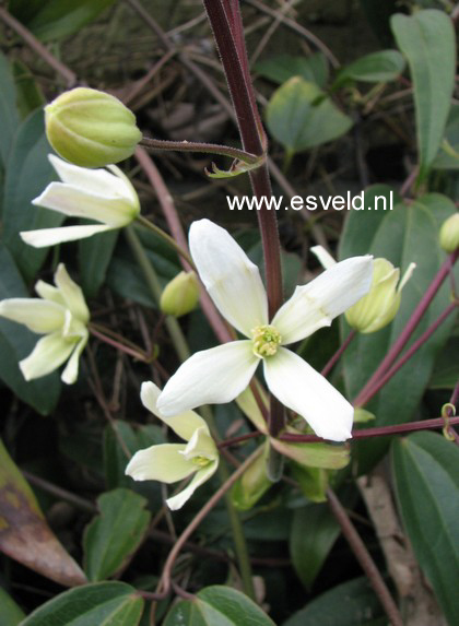 Clematis 'Apple Blossom'