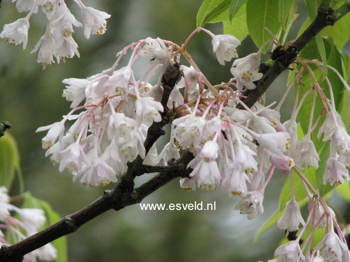 Staphylea holocarpa 'Rosea'