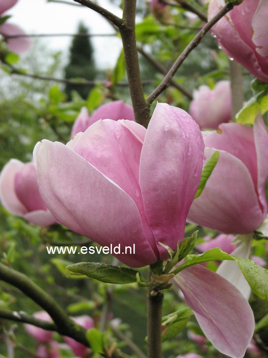 Magnolia soulangeana 'Lennei'