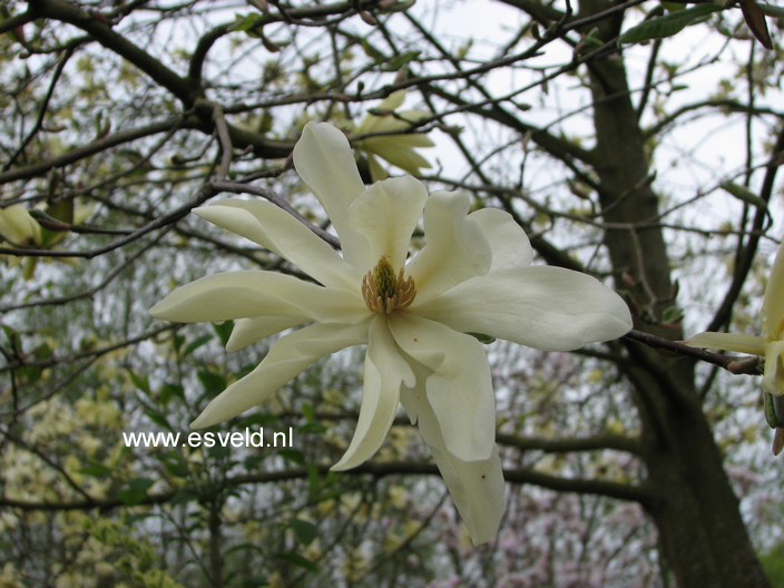 Magnolia 'Gold Star'