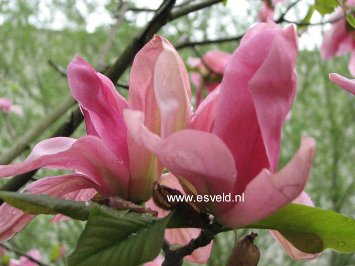 Magnolia 'Daybreak'