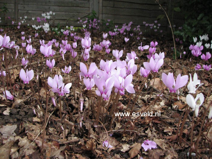 Cyclamen coum