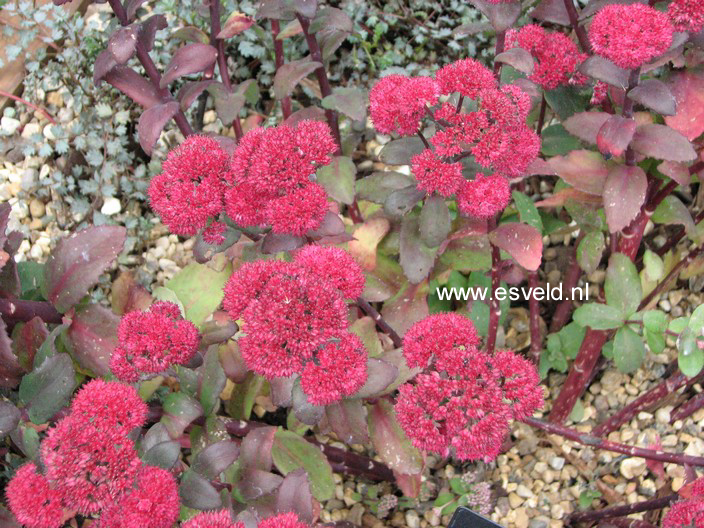 Sedum 'Red Cauli'