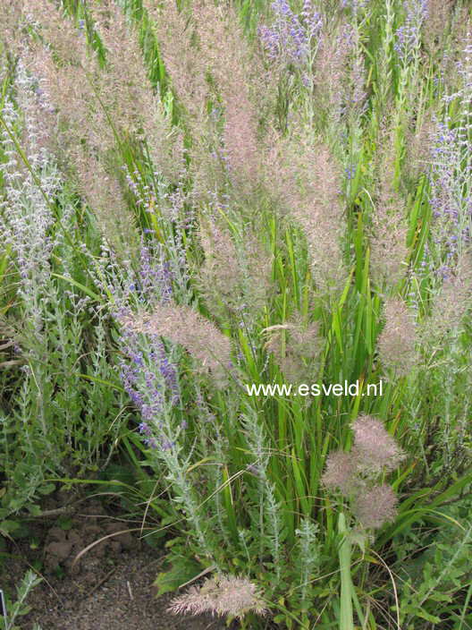 Calamagrostis brachytricha