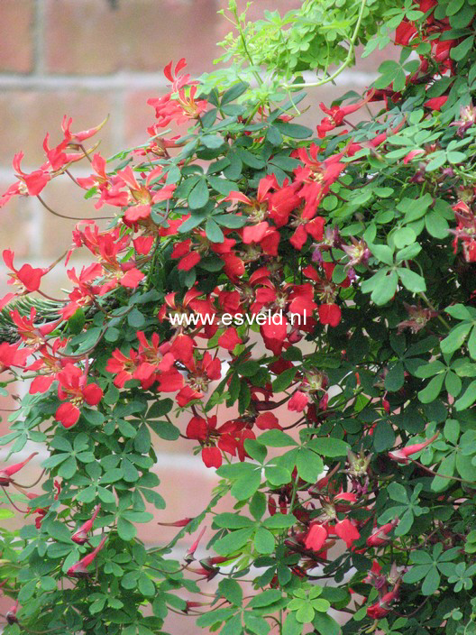 Tropaeolum speciosum