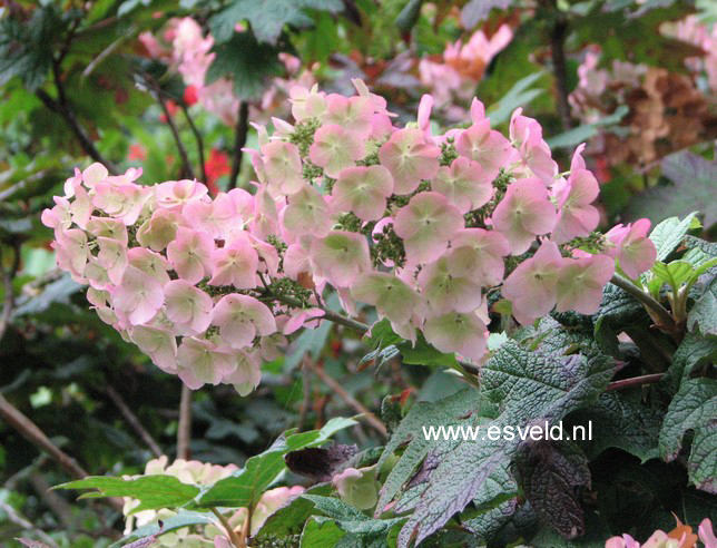 Hydrangea quercifolia 'Applause'