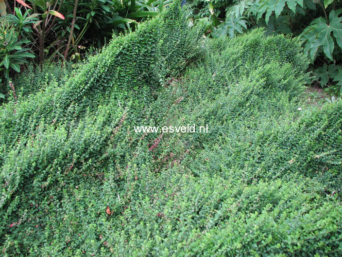 Euonymus fortunei 'Minimus'