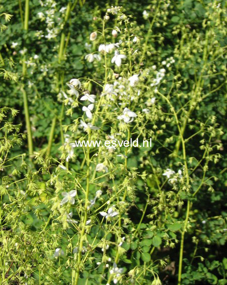 Thalictrum delavayi 'Album'