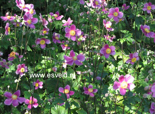 Anemone hybrida 'Ouverture'