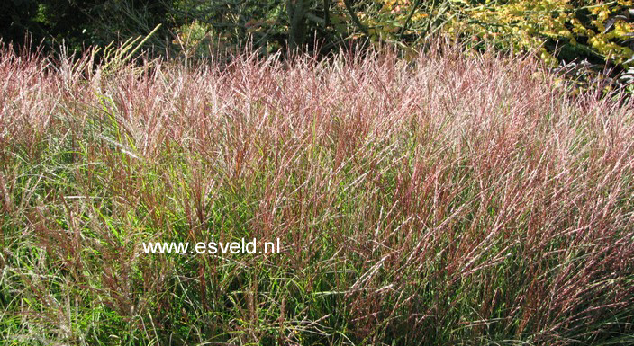 Miscanthus sinensis 'Kleine Silberspinne'