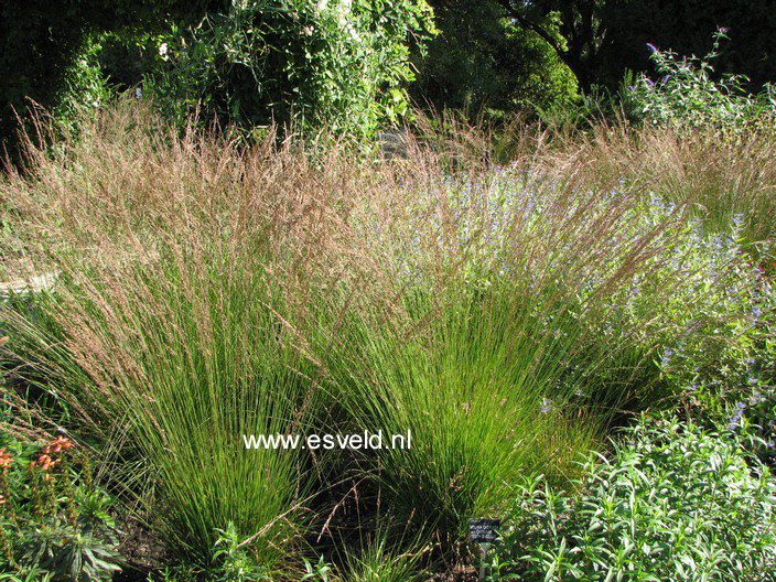 Molinia caerulea 'Edith Dudszus'