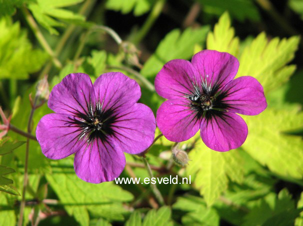 Geranium 'Ann Folkard'