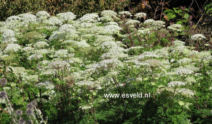 Selinum wallichianum