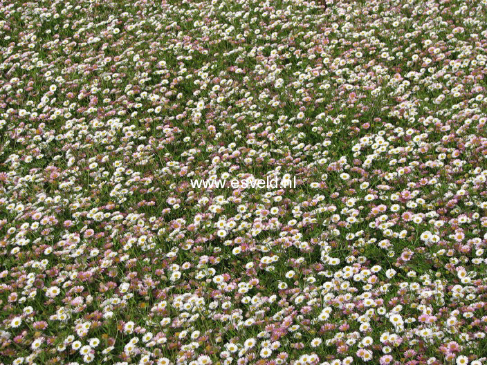 Erigeron karvinskianus