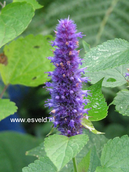 Agastache 'Black Adder'