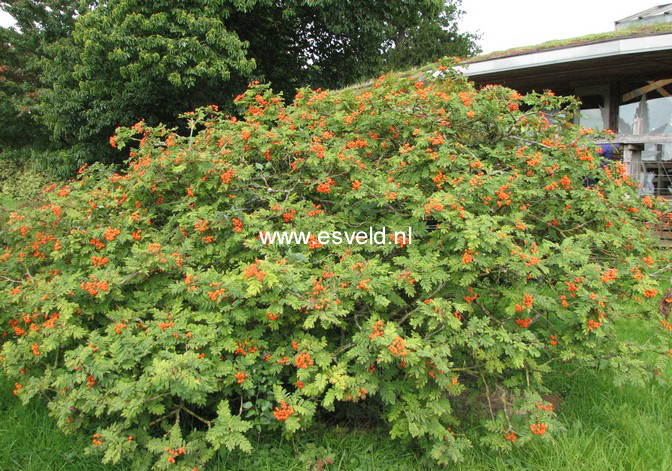 Sorbus maderensis
