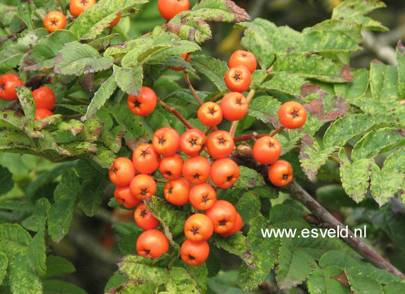 Sorbus maderensis