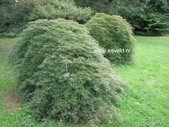 Acer palmatum 'Emerald Lace'