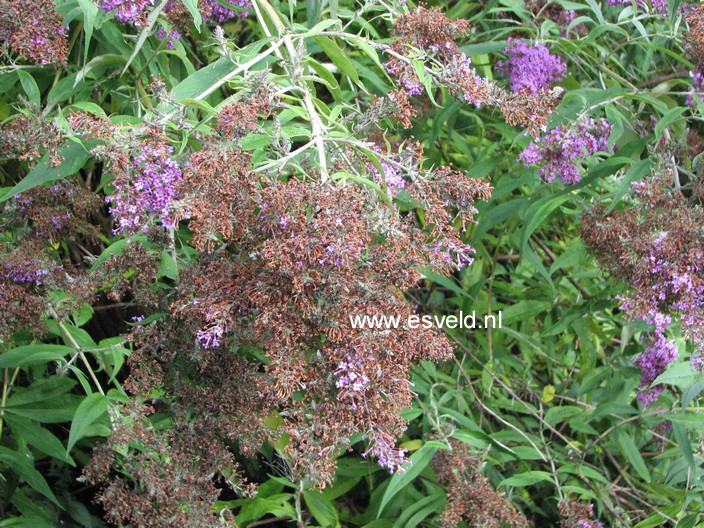 Buddleja davidii 'Dartmoor'
