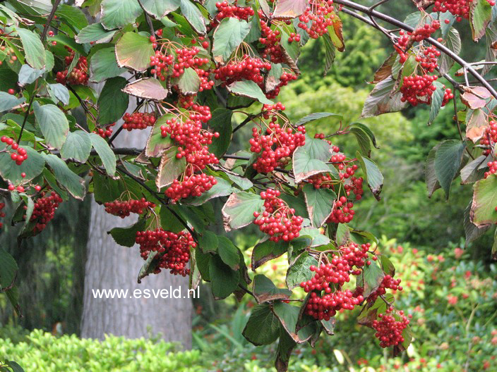 Viburnum betulifolium