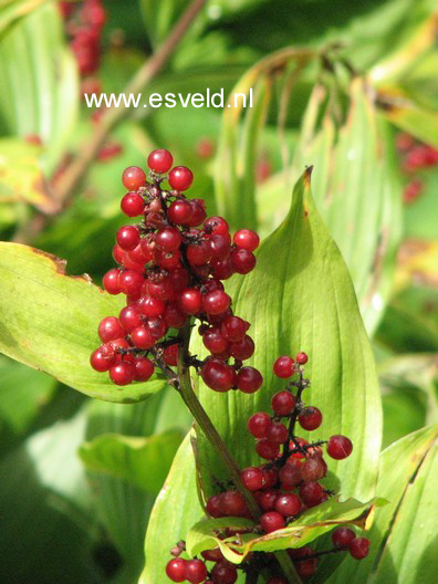 Smilacina racemosa