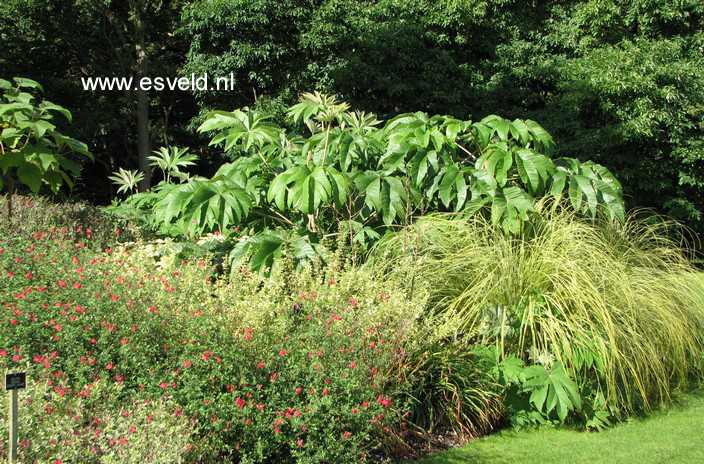 Tetrapanax papyrifer 'Rex'