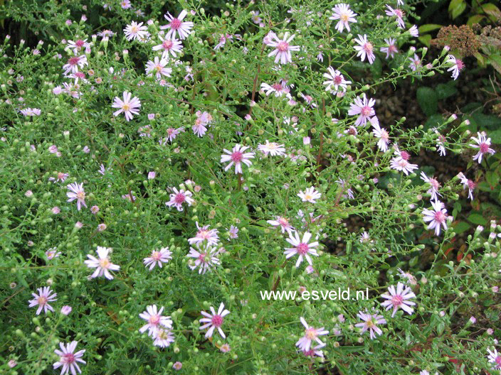 Aster laterifolius 'Coombe Fishacre'