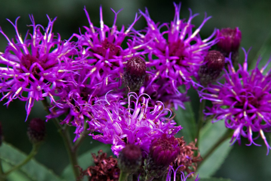 Vernonia crinita 'Mammuth'