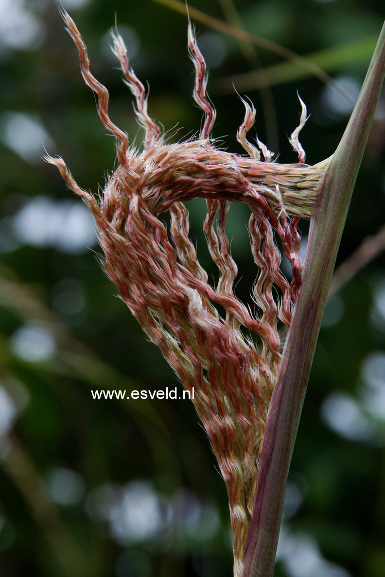 Miscanthus sinensis 'Ferner Osten'