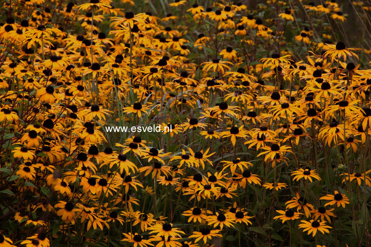 Rudbeckia fulgida 'Goldsturm'